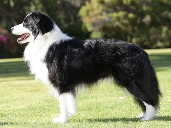 Ngoại hình nổi bật của chó Border Collie thuần chủng