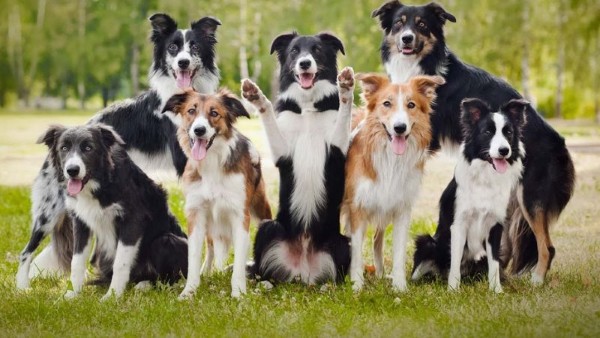 Giá chó Border Collie tùy thuộc vào nhiều yếu tố khác nhau