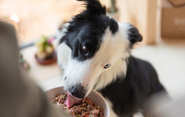 Chế độ dinh dưỡng dành cho chó Border Collie
