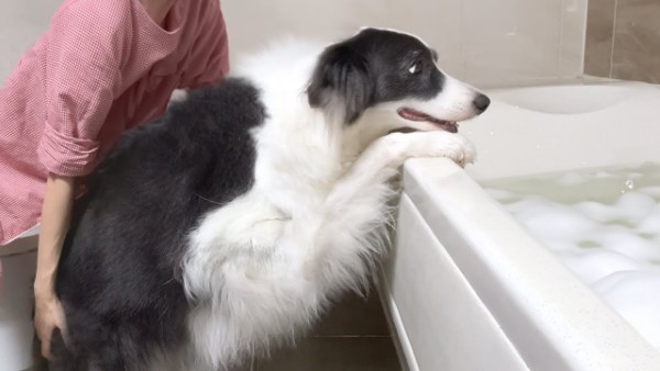 Vệ sinh và chăm sóc lông cho chó Border Collie