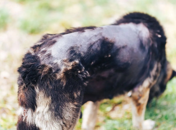 Chó Border Collie bị bệnh về da