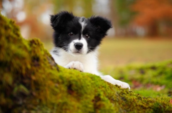 Những sai lầm cần lưu ý khi nuôi chó Border Collie