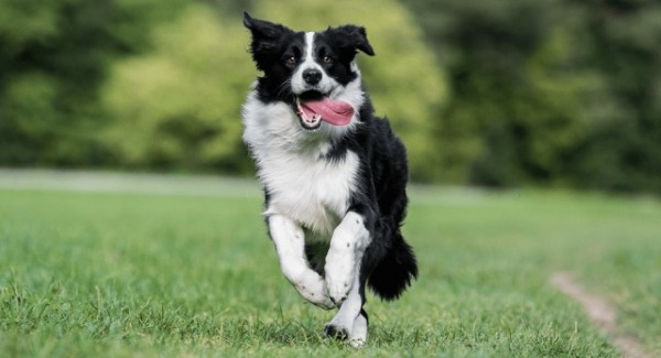 Các câu hỏi thường gặp về chó Border Collie