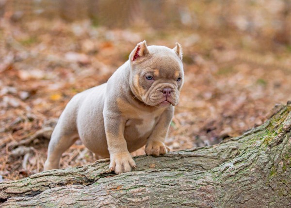 Bully Exotic dòng chó Bully kích thước nhỏ nhắn