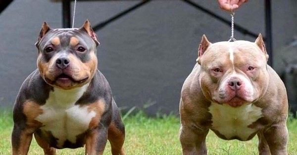 Ngoại hình của chó Bully rất dễ thu hút sự chú ý