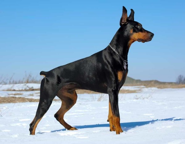 Chó Dobermann giống chó có nguồn gốc từ Đức