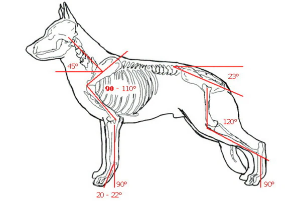 Loạn sản xương hông ở chó Doberman