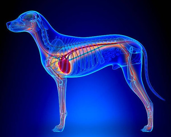 Bệnh cơ tim giãn nở (DCM) ở chó Doberman