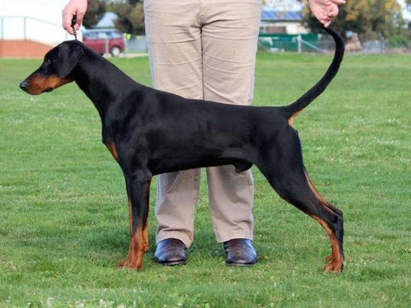Một số sai lầm cần lưu ý khi nuôi chó Doberman