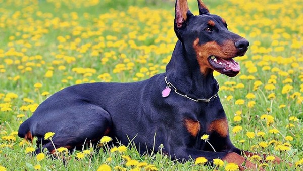 Lông của chó Dobermann ôm sát cơ thể và gần như không có lớp lông lót
