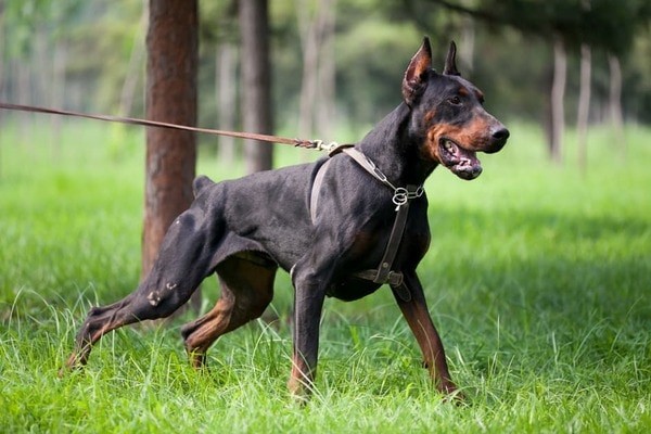 Doberman được biết đến là một giống chó bảo vệ mạnh mẽ và đáng sợ