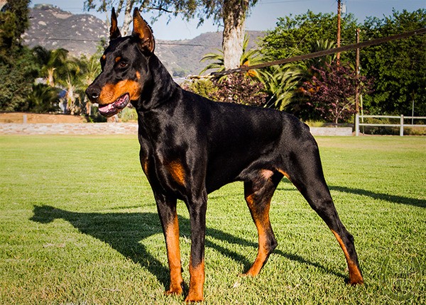 Khả năng canh gác là một phần tự nhiên trong bản năng của chó Doberman