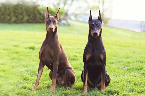 Môi trường sống lý tưởng cho chó Doberman