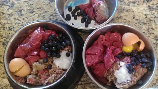 Chế độ dinh dưỡng giúp duy trì sức khỏe và tuổi thọ của Doberman