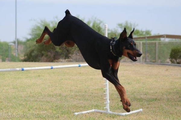 Chế độ vận động và huấn luyện cho chó Doberman