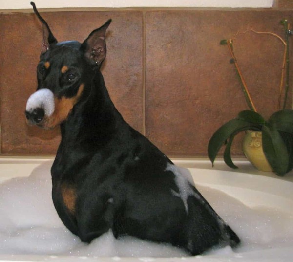 Vệ sinh và chăm sóc lông cho chó Doberman