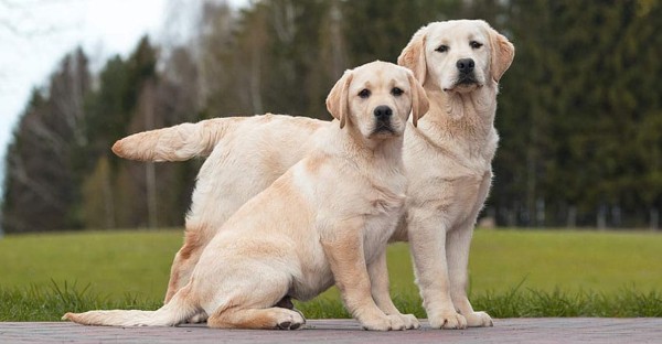 Chó Labrador giống chó đến từ Tây Dương của Canada