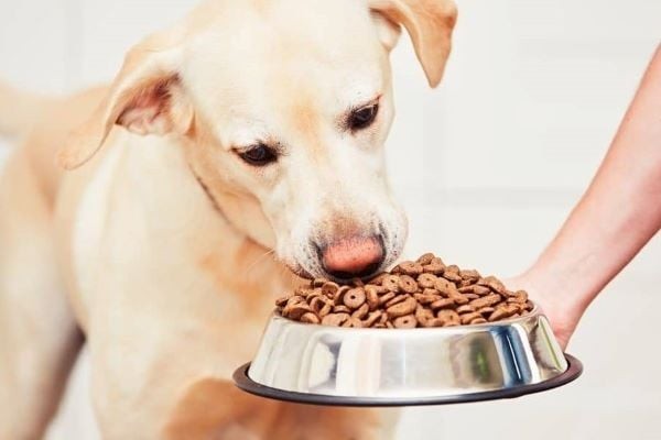Chế độ dinh dưỡng phù hợp dành cho chó Labrador