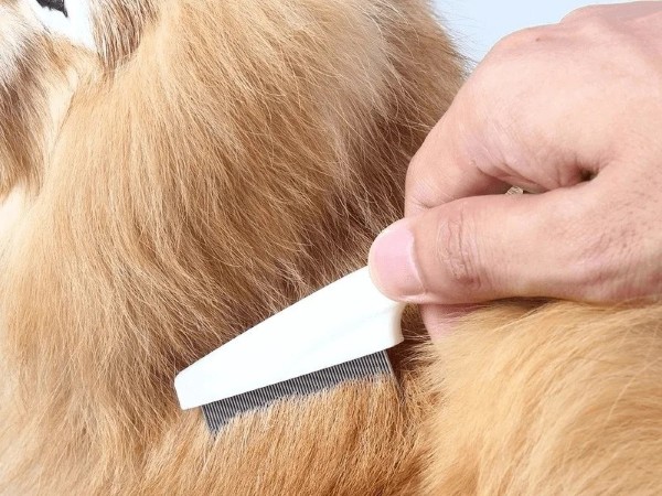 Cách vệ sinh và chăm sóc lông cho chó Labrador