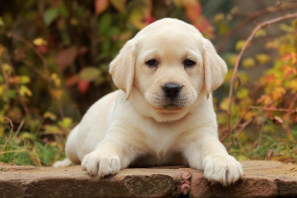 Giá của chó Labrador tùy thuộc vào nhiều yếu tố khác nhau