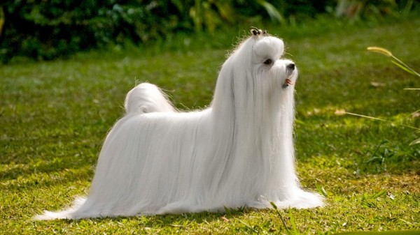 Các câu hỏi thường gặp về chó Maltese