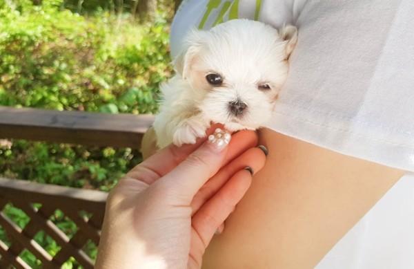 Maltese giống chó thông minh, tình cảm và rất trung thành