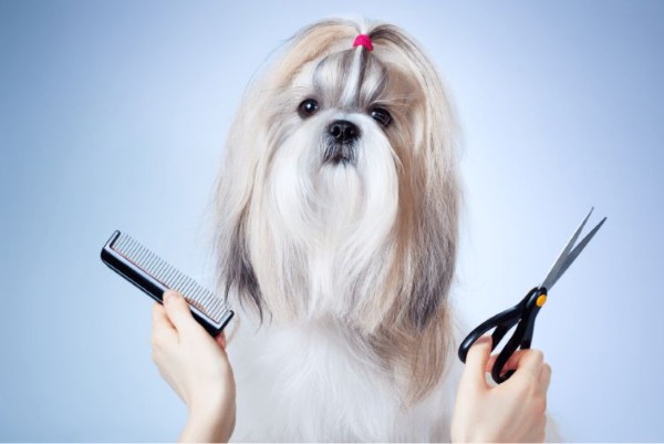 Bộ lông của Maltese cần được chăm sóc kỹ nhất