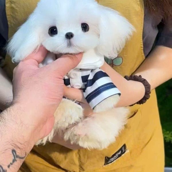 Thường xuyên cho chó Maltese đi khám định kỳ để bảo vệ sức khỏe