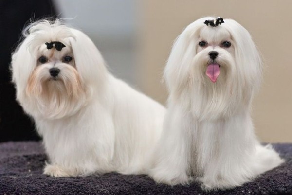 Một số kinh nghiệm cần chú ý khi mua chó Maltese