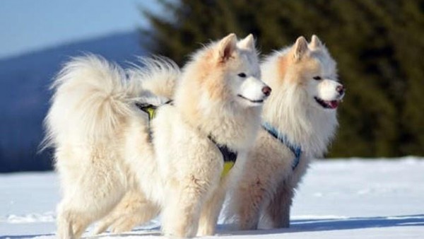 Chó samoyed giống chó cổ xưa sống ở vùng Siberia