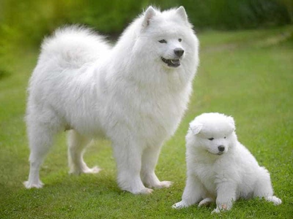 Ngoài hình nổi bật làm say mê lòng người của chó Samoyed