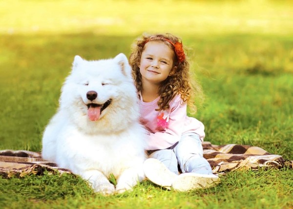 Chó Samoyed hữu tính cách thân thiện và trung thành