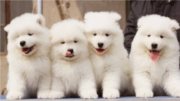 Giá chó Samoyed tại Việt Nam tùy thuộc vào nhiều yếu tố khác nhau