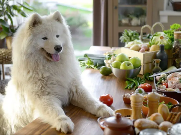 Chế độ dinh dưỡng phù hợp giúp chó Samoyed khỏe mạnh và đẹp lông