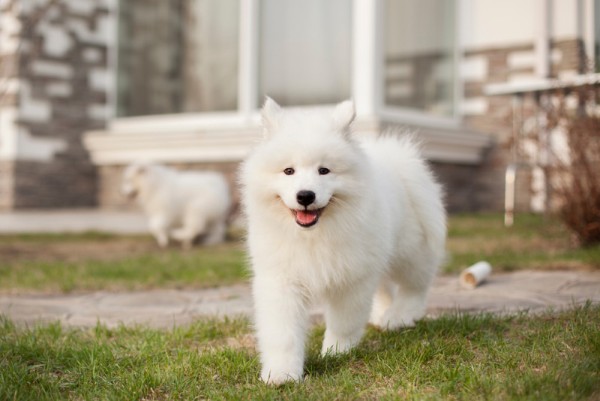 Môi trường vận đồng dành cho chó Samoyed