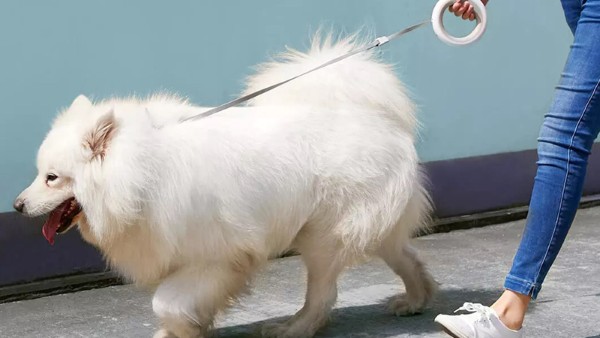 Những sai lầm thường gặp khi nuôi chó Samoyed