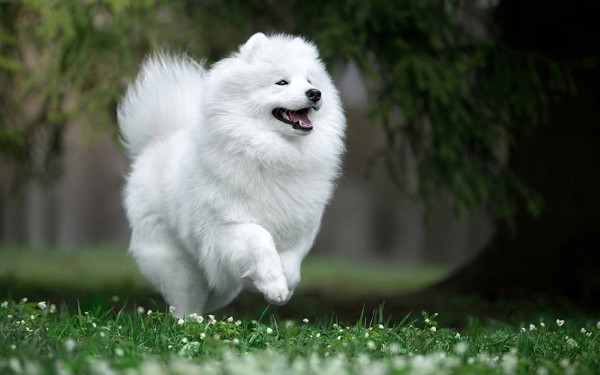 Các câu hỏi thường gặp về chó Samoyed