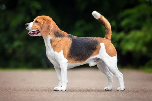 Chó Beagle là một trong những giống chó săn tại châu Âu