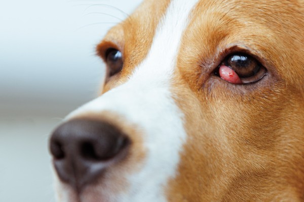 Bệnh về mắt ở chó Beagle