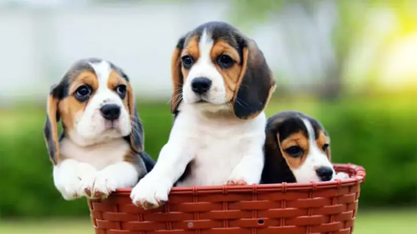 Giá của chó Beagle tùy thuộc vào nhiều yếu tố khác nhau