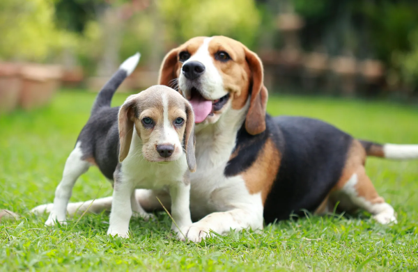 Chiều chuộng quá mức dẫn đến hiện tượng “hội chứng chó nhỏ” ở chó Beagle