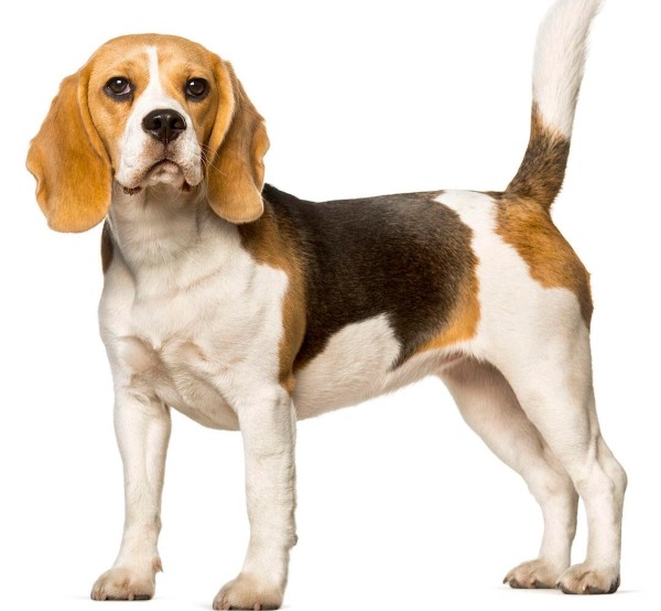 Chó Beagle với thân hình nhỏ gọn cân đối