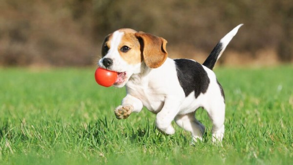 Tam thể là màu lông phổ biến nhất ở chó Beagle