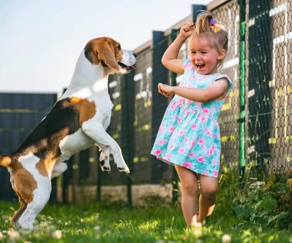 Chó Beagle được biết đến với tính cách thân thiện và hòa đồng