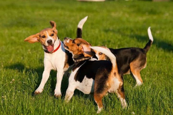 Chó Beagle thích nghi tốt với các môi trường sống khác nhau
