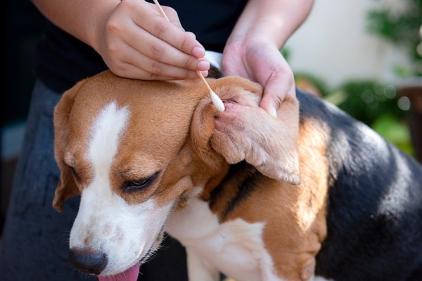 Vệ sinh và chăm sóc cơ thể thường xuyên cho chó Beagle