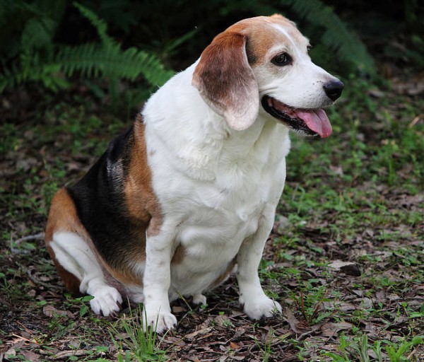 Chó Beagle bị béo phì