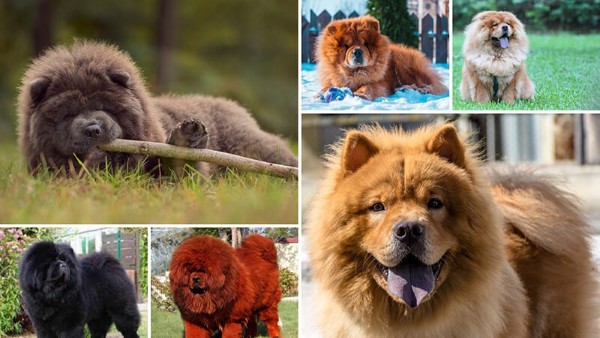 Giá chó Chow Chow tùy thuộc vào nhiều yếu tố khác nhau