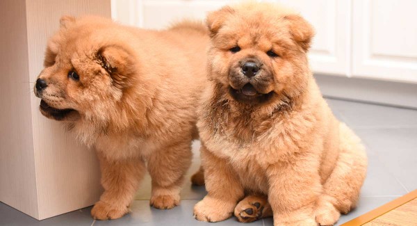 Những lưu ý quan trọng khi nuôi chó Chow Chow