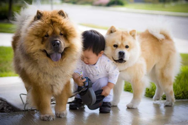 Chow Chow có thể trở thành những người bạn đồng hành tuyệt khi được nuôi dưỡng đúng cách